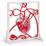 Pumping Heart Model